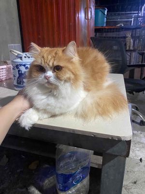 mèo anh lông dài lai ba tư. Mua bán Mèo tại Thành phố Thủ Đức Tp Hồ Chí Minh được đăng bởi Ngoc Duong
