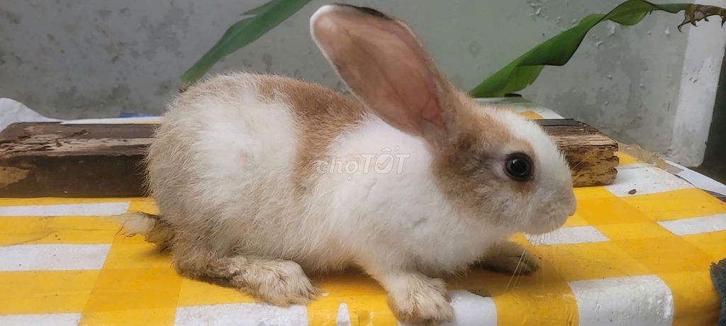 Thỏ con. Mua bán Thú cưng khác tại Quận 5 Tp Hồ Chí Minh được đăng bởi Trần Thị Thúy Thanh hình 1