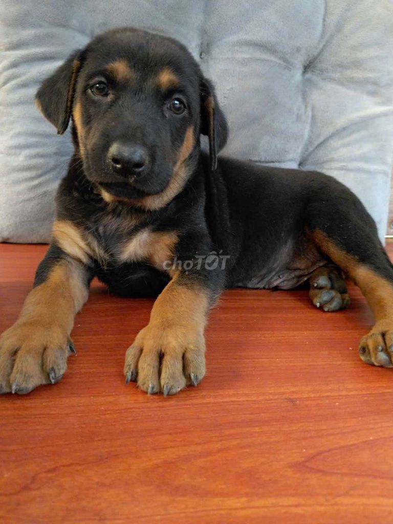 Rottweiler dòng to canh nhà giỏi. Mua bán Chó tại Huyện Bình Chánh Tp Hồ Chí Minh được đăng bởi Nguyễn Kim Oanh hình 1