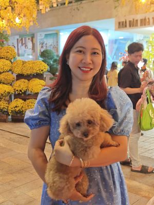 chó poodle nâu đỏ siêu đẹp. Mua bán Chó tại Quận 10 Tp Hồ Chí Minh được đăng bởi QUEENMOBILE
