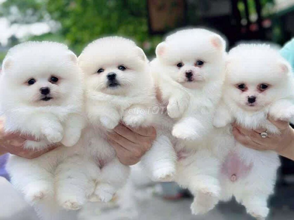 POMERANIAN NHỎ XINH - TAN CHẢY MỌI ÁNH NHÌN. Mua bán Chó tại Quận Hoàng Mai Hà Nội được đăng bởi O PET  Thế Giới Thú Cưng hình 1