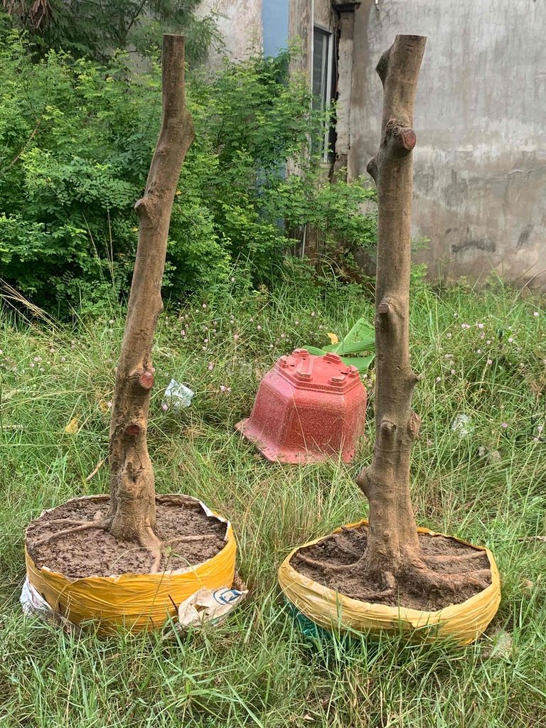 Bán 4 Cây Mai Vàng Giá 3.2 Triệu.. Mua bán Cây cảnh, đồ trang trí tại Huyện Giồng Trôm Bến Tre được đăng bởi Trần Trọng Nhẩn  hình 1