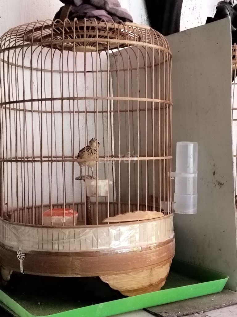 thanh lý Sơn ca trống 8 tháng, hót gió, lên dù. Mua bán Chim tại Huyện Hóc Môn Tp Hồ Chí Minh được đăng bởi thanh hình 1