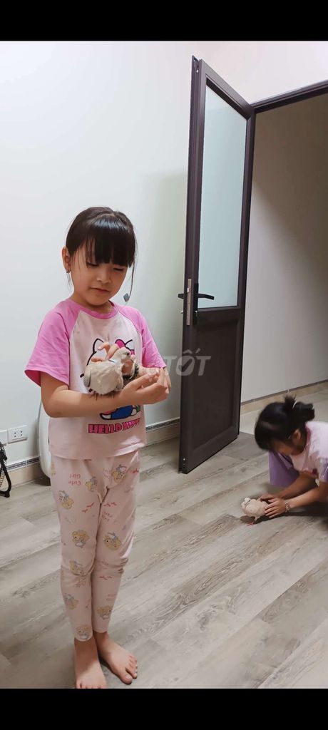 Cu gáy , pháp. Mua bán Chim tại Huyện Tiên Du Bắc Ninh được đăng bởi Quang hình 1