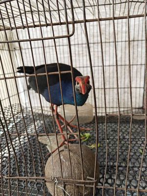 Trích cồ trưởng thành, khỏe mạnh, dạng người. Mua bán Chim tại Thành phố Sa Đéc Đồng Tháp được đăng bởi Ozil