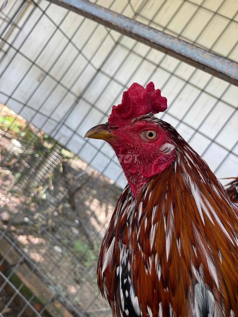 điều bông 2k9