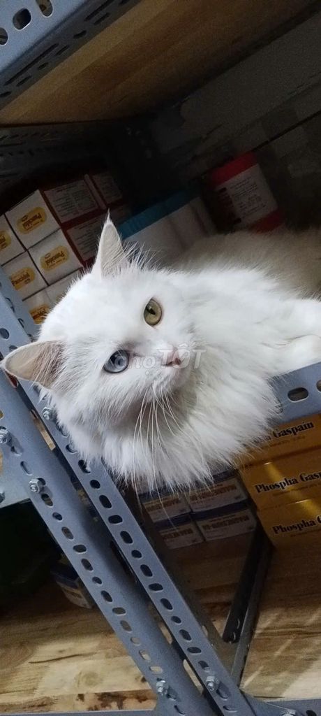 Mèo Anh lông dài - cái - 2 tuổi. Mua bán Mèo tại Quận 4 Tp Hồ Chí Minh được đăng bởi Pet Xinh Q4 hình 1