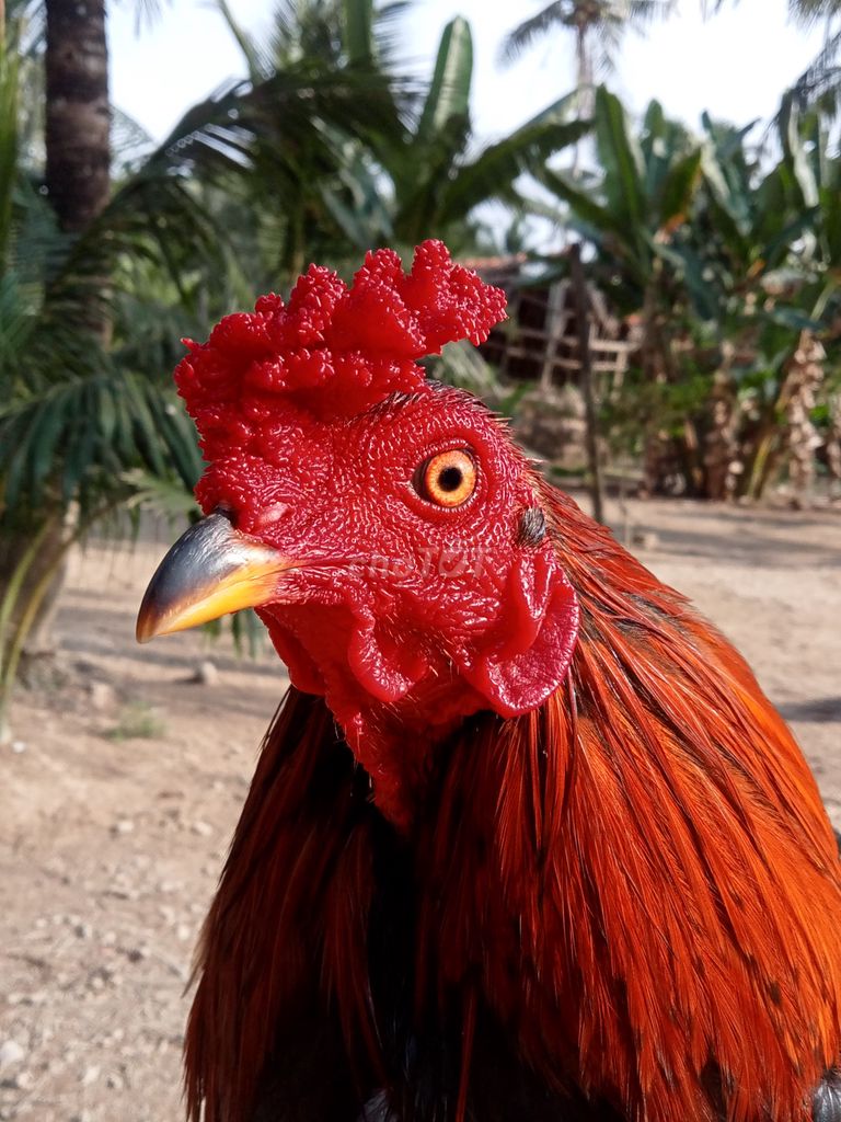 Xanh 2.7kg xổ giỏi. Mua bán Gà tại Thành phố Trà Vinh Trà Vinh được đăng bởi Mai thien dung hình 1