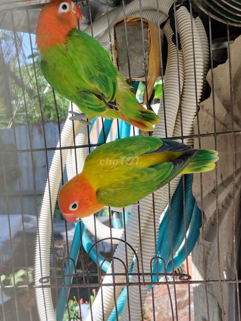 Cặp vet lovebirds euwing opaline ghép sinh sản