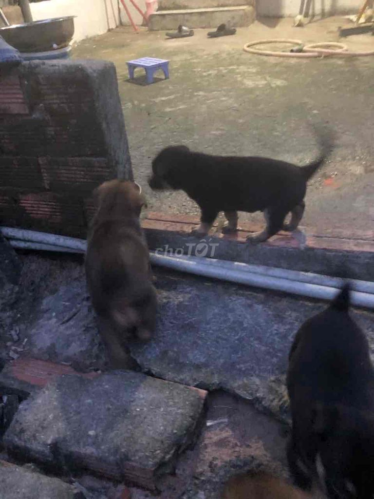 cần rã đàn cún gần 2 tháng tuổi. Mua bán Chó tại Huyện Bàu Bàng Bình Dương được đăng bởi Trà My Nguyễn hình 4