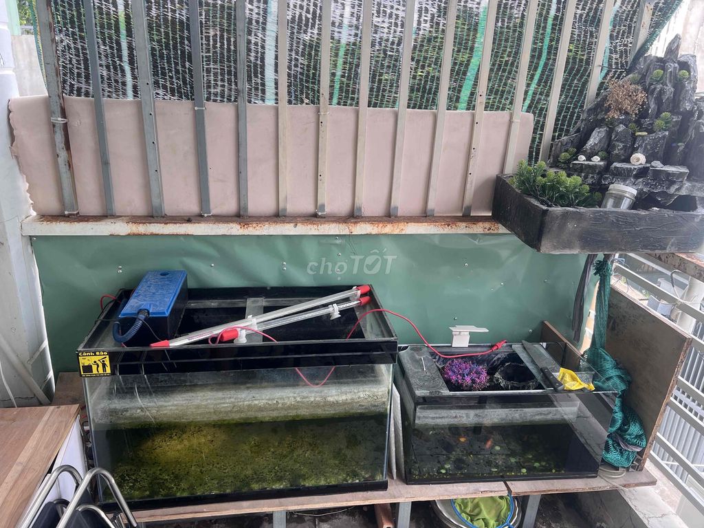 Bể cá 40x80x40 cm 30x60x60 cm 3 đèn. Mua bán Phụ kiện, Thức ăn, Dịch vụ tại Quận 12 Tp Hồ Chí Minh được đăng bởi Linh Đoàn Hà hình 1