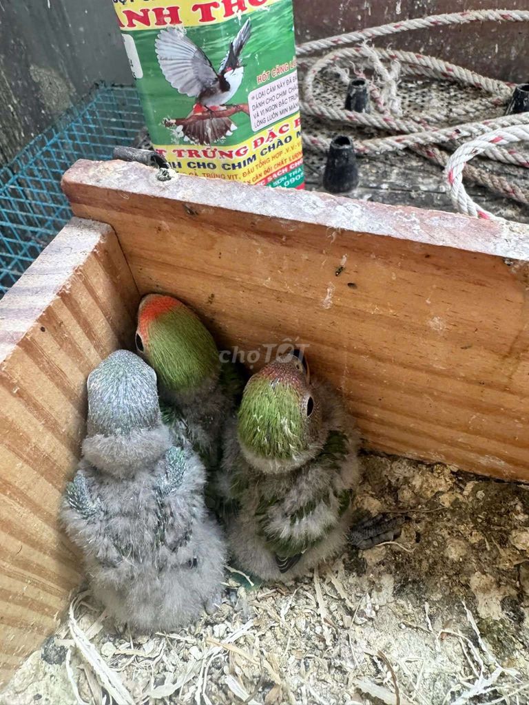Chim Lovebird non xanh cam. Mua bán Chim tại Quận Tân Bình Tp Hồ Chí Minh được đăng bởi Đinh thị Lan Anh hình 1