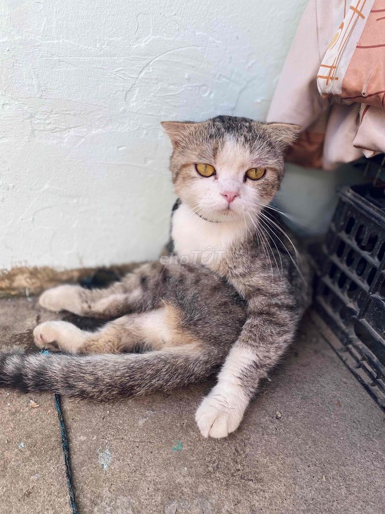 •	Giống: mèo ta lai mèo Anh. Mua bán Mèo tại Thành phố Biên Hòa Đồng Nai được đăng bởi phạm tuấn khoa hình 1