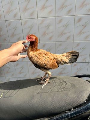 Mỹ simon hacth cuban. Mua bán Gà tại Quận 8 Tp Hồ Chí Minh được đăng bởi Tấn Sang