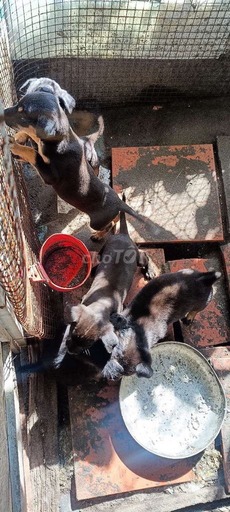 Chó cỏ 1 tháng tuổi. Mua bán Chó tại Quận Ô Môn Cần Thơ được đăng bởi dũng becgie hình 2