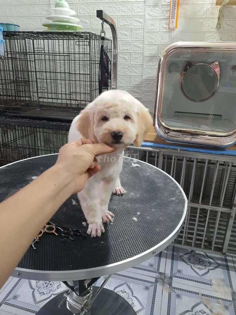 poodle 3 tháng. Mua bán Chó tại Thành phố Biên Hòa Đồng Nai được đăng bởi đạt đạt hình 1