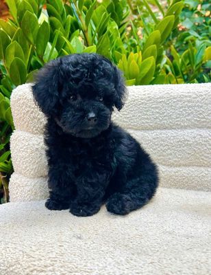 Chó Poodle Đen Cả Hai