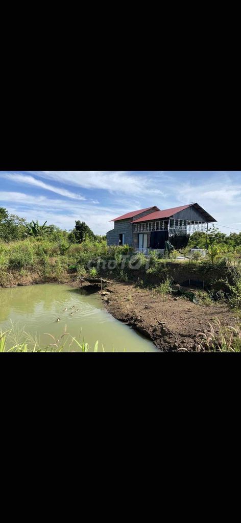 Bán 5 sào vườn sầu riêng cách Saigon 130km dân ở đông. Mua bán đất tại Huyện Lộc Ninh Bình Phước được đăng bởi Lieu Philieu phan hình 3