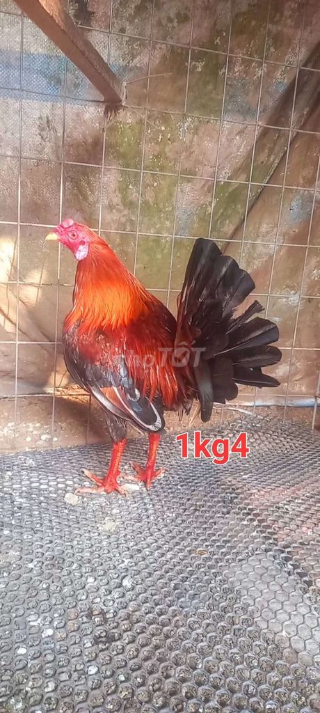 gần 1kg5. Mua bán Gà tại Huyện Tam Bình Vĩnh Long được đăng bởi GàVL hình 1