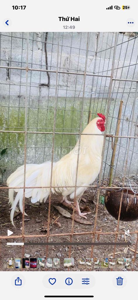 Gà nòi Trắng 3.1kg - 3.8kg. Mua bán Gà tại Huyện Nhơn Trạch Đồng Nai được đăng bởi Hạt Ngũ Cốc Sĩ Lẻ Ngũ Cốc Gà hình 1