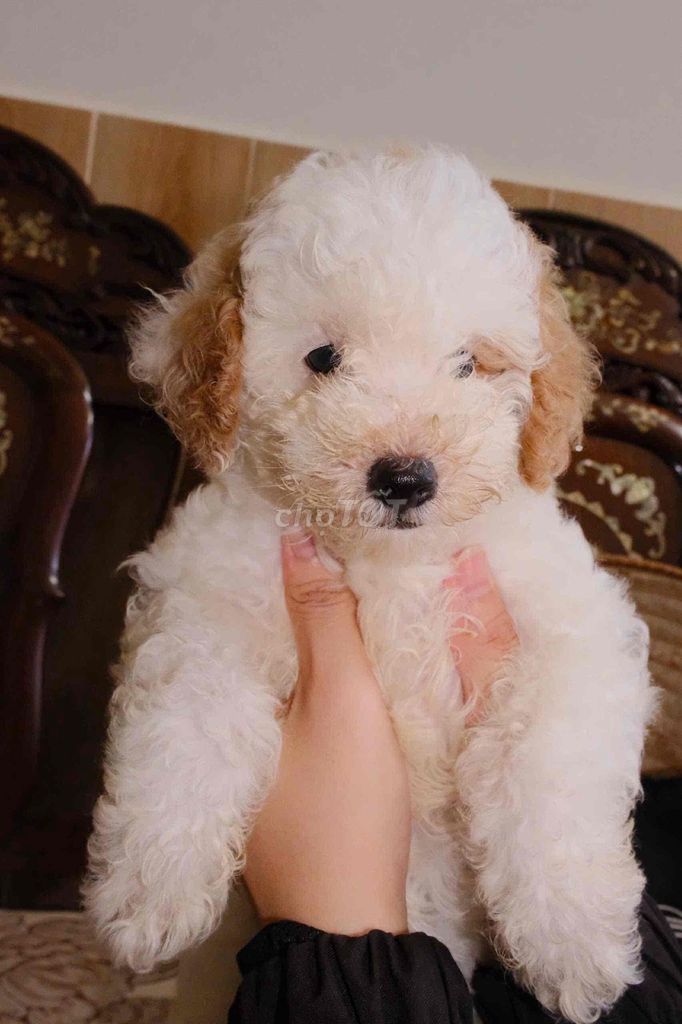 Poodle Tiny Teacup. Mua bán Chó tại Quận Thanh Khê Đà Nẵng được đăng bởi Chan hình 1