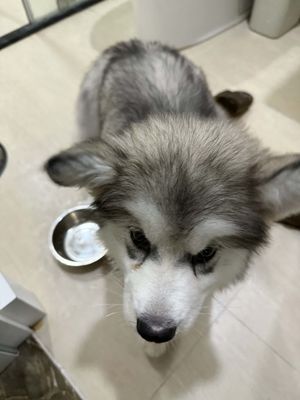 Chó Alaskan Malamute Xám trắng