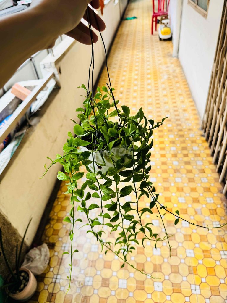 Cây Đô La Xanh lá. Mua bán Cây cảnh, đồ trang trí tại Quận Tân Phú Tp Hồ Chí Minh được đăng bởi Ngọc Tuyền hình 1