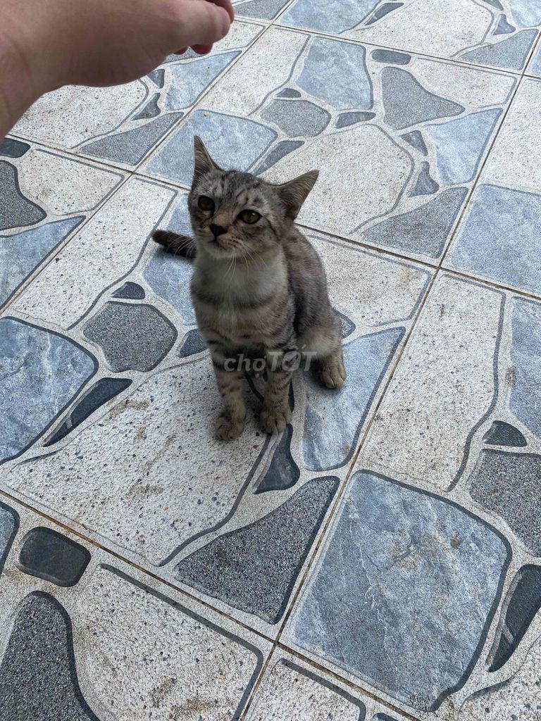 Mèo ALN Tabby 1 tuổi Xám. Mua bán Mèo tại Huyện Trảng Bom Đồng Nai được đăng bởi nguyễn hoàng tuấn anh hình 1