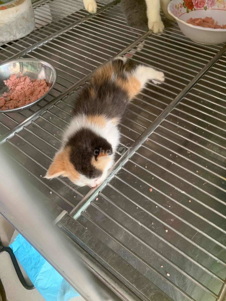Mèo anh ❤️thuần chủng bicolor 💙 siêu đẹp giả rẻ. Mua bán Mèo tại Quận 8 Tp Hồ Chí Minh được đăng bởi Cửa Hàng Thanh Lý Đồ Cũ Mới hình 5