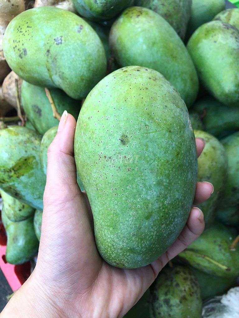 Xoài miên hàng Víp già trái. Mua bán Đồ ăn, thực phẩm và các loại khác tại Quận 4 Tp Hồ Chí Minh được đăng bởi Thoa Truong hình 1