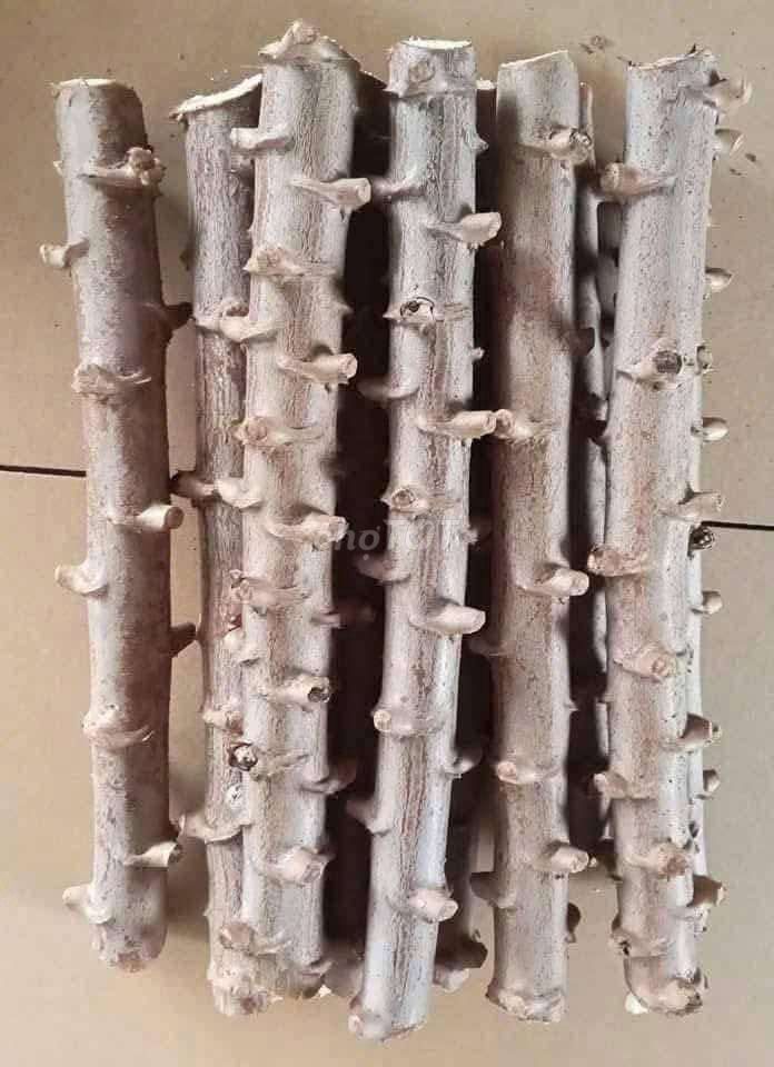 Sắn năng suất cao ruột trắng cọng đỏ. Mua bán Đồ chuyên dụng, Giống nuôi trồng tại Huyện Tân Phú Đồng Nai được đăng bởi kim lien hình 1