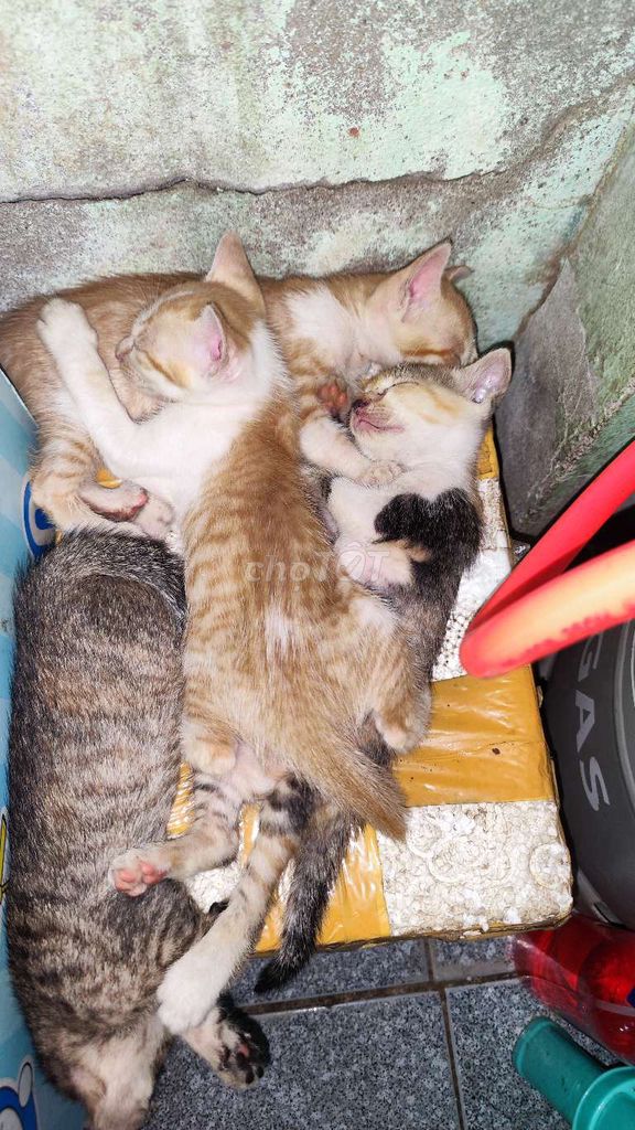 Cho mèo con 3 tuần tuổi đã mọc răng. Mua bán Mèo tại Huyện Bình Chánh Tp Hồ Chí Minh được đăng bởi Heo con hình 1