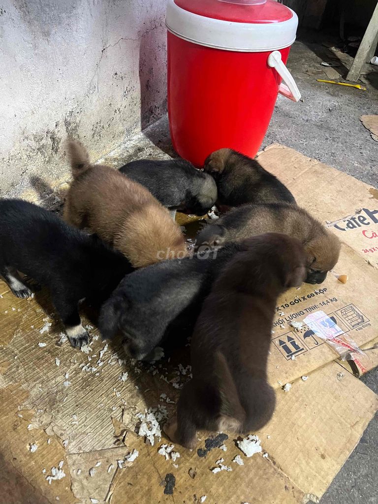 Chó con giống chó ta màu đen, nâu, xám. Mua bán Chó tại Huyện Phú Giáo Bình Dương được đăng bởi Trọng Nhân hình 1