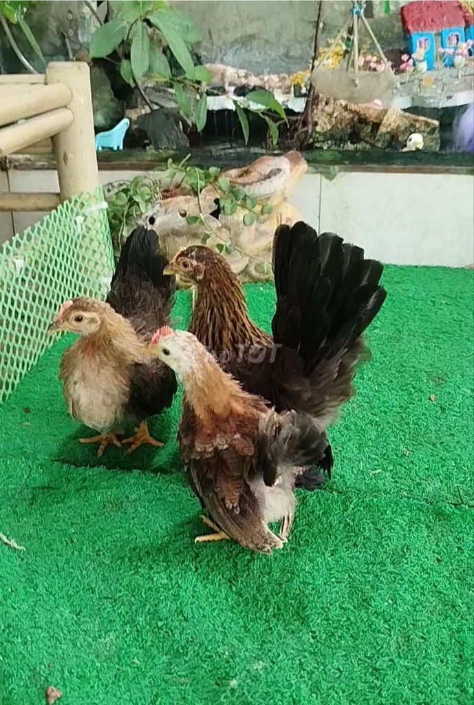 Gà kiểng Điều vàng 1 trống 2 mái. Mua bán Gà tại Huyện Cao Lãnh Đồng Tháp được đăng bởi Thịnh NguyễnDnt hình 1