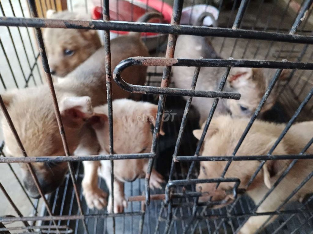 Chó con giống nhỏ cả hai màu (CHÓ CỎ) 4 bé 200k. Mua bán Chó tại Huyện Đức Hòa Long An được đăng bởi Nam Phong hình 1