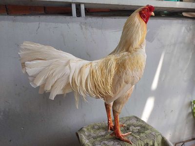 Úa Thái Mỹ 2,6 kg. Mua bán Gà tại Quận 11 Tp Hồ Chí Minh được đăng bởi thiên 