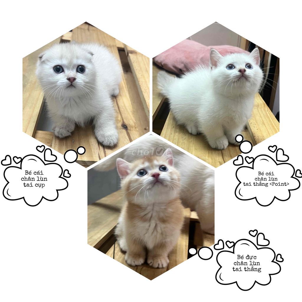 Mèo Chân Ngắn (Munchkin). Mua bán Mèo tại Quận 7 Tp Hồ Chí Minh được đăng bởi Thanh Tuyền hình 2