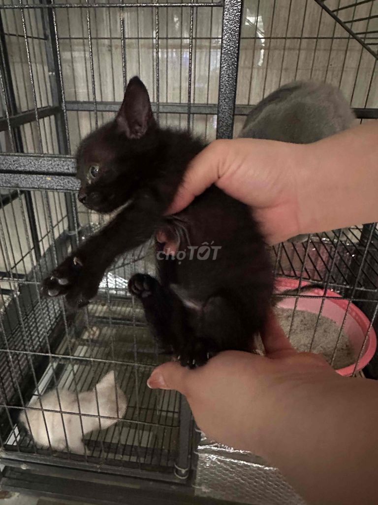 cho. Mua bán Mèo tại Huyện Long Điền Bà Rịa - Vũng Tàu được đăng bởi Quyên hình 1