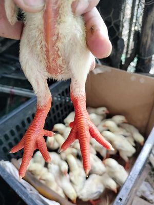 Gà Đông Tảo f1. Mua bán Gà tại Huyện Quốc Oai Hà Nội được đăng bởi gà đông tảo 