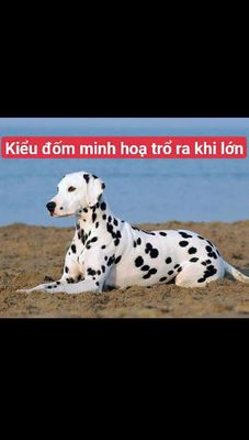 Xuất chuồng Đàn chó Đốm 8con dạng Trắng-Sáng-Sạch. Mua bán Chó tại Huyện Củ Chi Tp Hồ Chí Minh được đăng bởi Nguyễn Huy