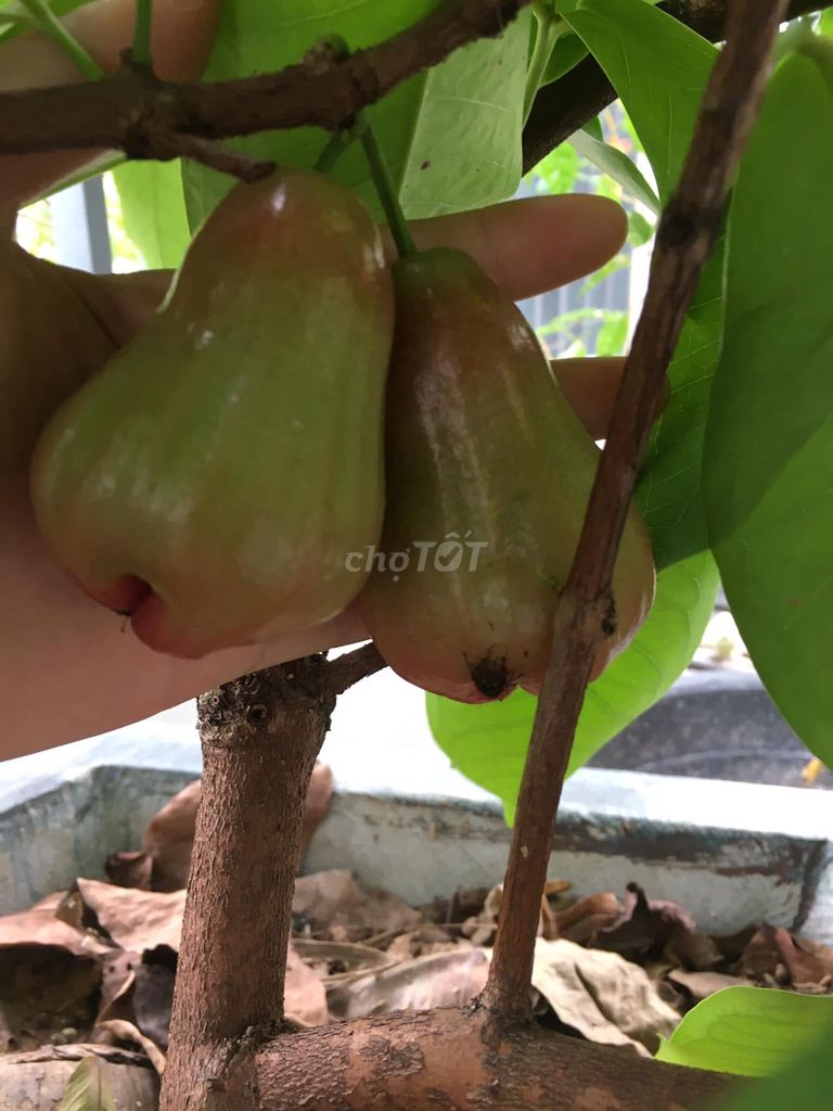 Mận An Phước ( roi đỏ ) cây choai đên cây lớn