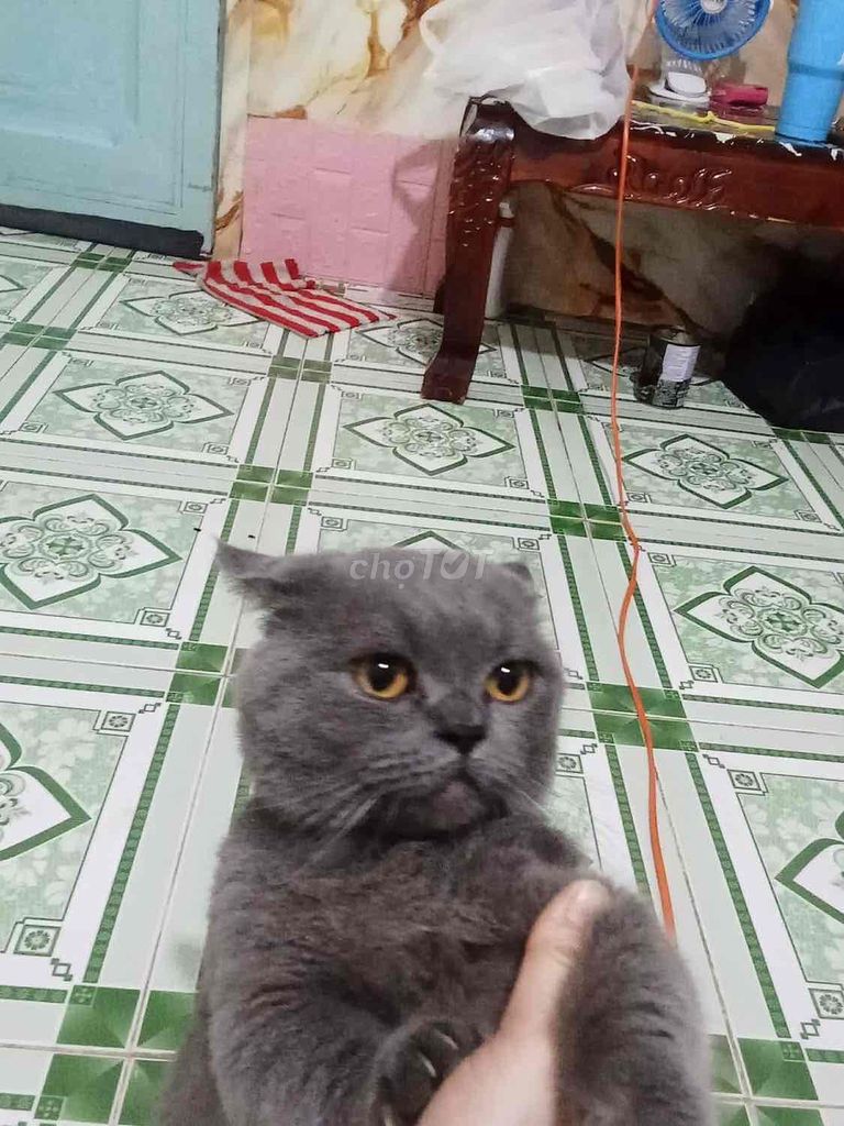 Mèo tai cụp màu Xám. Mua bán Mèo tại Huyện Gò Dầu Tây Ninh được đăng bởi Nhi Huỳnh hình 1