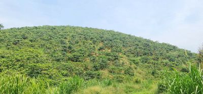 BÁN 8.000 M2 ĐẤT TRỒNG CAPHE XÃ LIÊN ĐẦM, DI LINH. Mua bán đất tại Huyện Di Linh Lâm Đồng được đăng bởi Đinh Thị lệ Chi