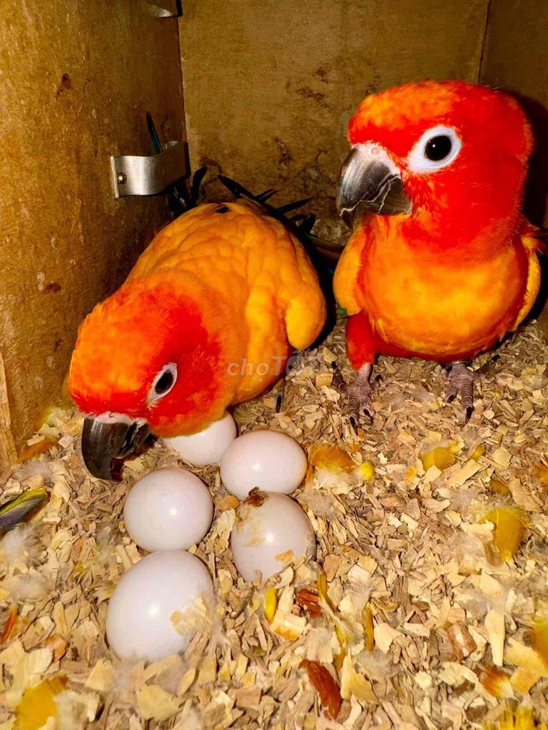 vẹt Sun conure đã sinh sản