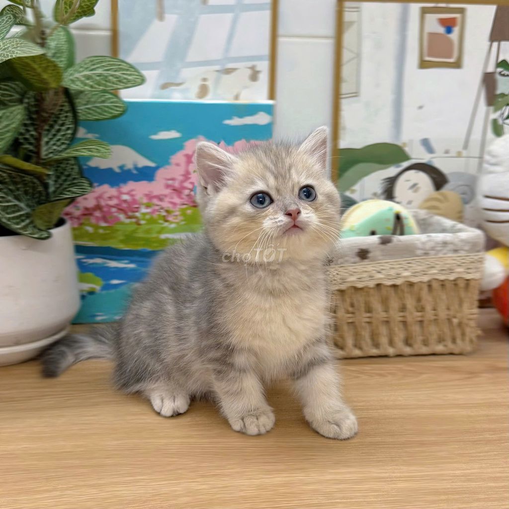Mèo Anh lông ngắn . Mua bán Mèo tại Quận 4 Tp Hồ Chí Minh được đăng bởi chương hình 1