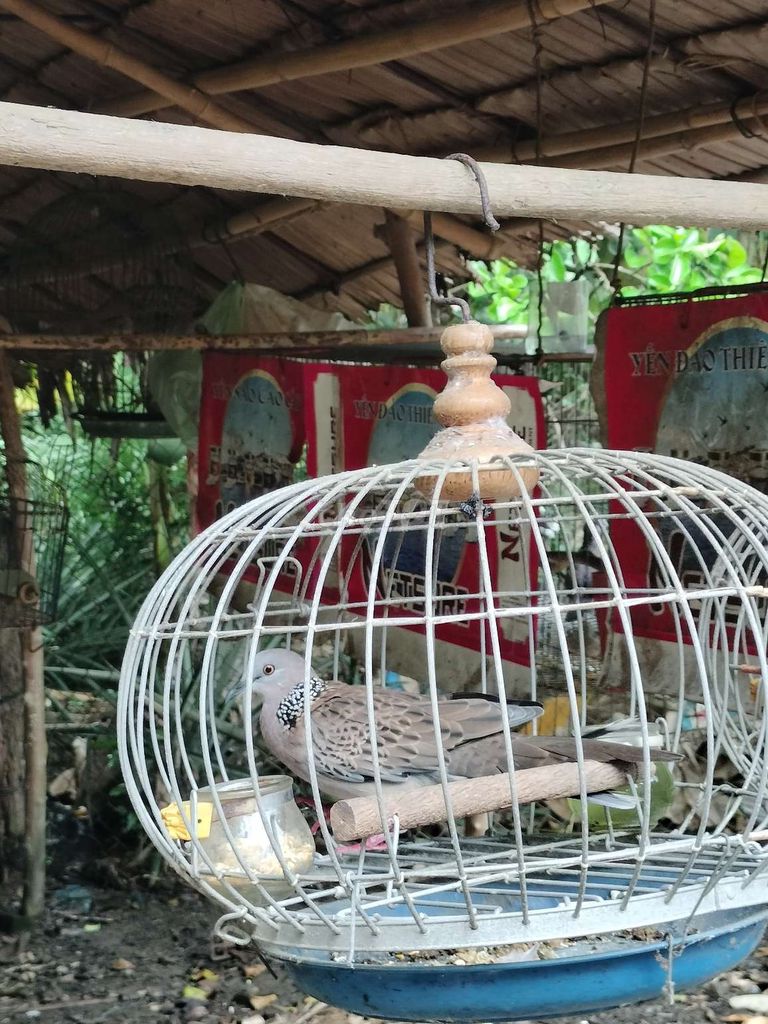 Chim cu đất . Mua bán Chim tại Huyện Mỏ Cày Bắc Bến Tre được đăng bởi khang hình 1
