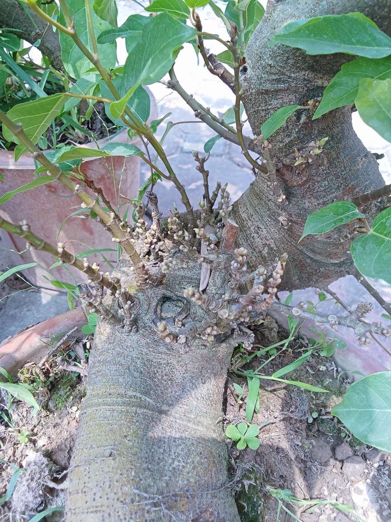 Cây sung siêu quả đang ra quả. Mua bán Cây cảnh, đồ trang trí tại Huyện Đông Anh Hà Nội được đăng bởi nghiêm đình cường  hình 1