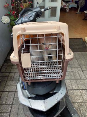 Lồng vận chuyển chó mèo còn mới