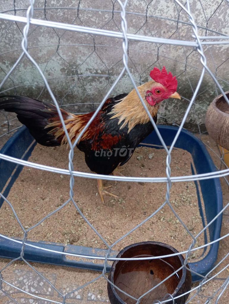 Gà chuối vàng. Mua bán Gà tại Thành phố Biên Hòa Đồng Nai được đăng bởi Hoàng Lên hình 1