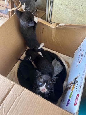 Mèo lai nhỏ đựợc 1 tháng